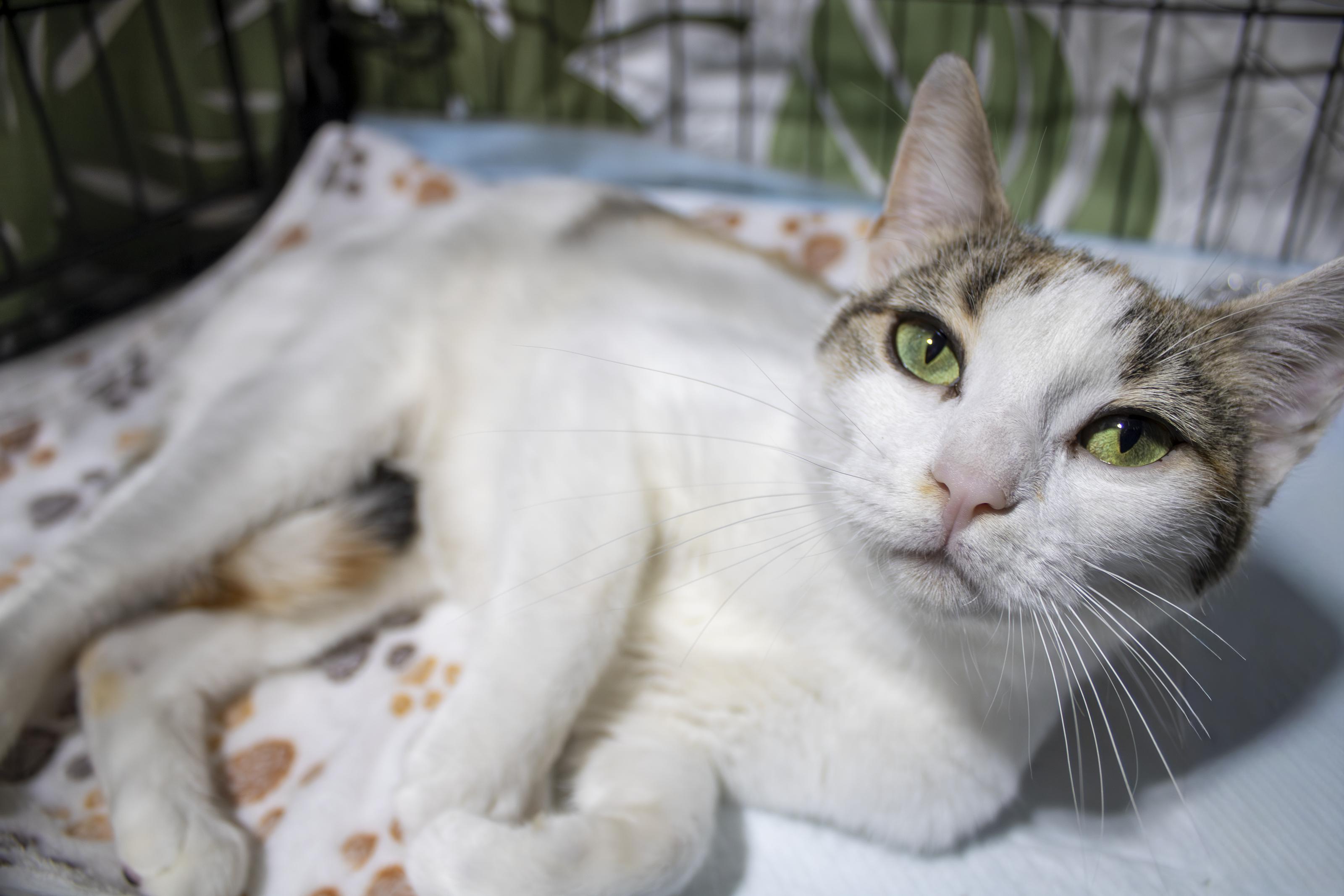 Sophie, a ADOPTABLE Domestic Short Hair in Elk Grove, CA image 3/6