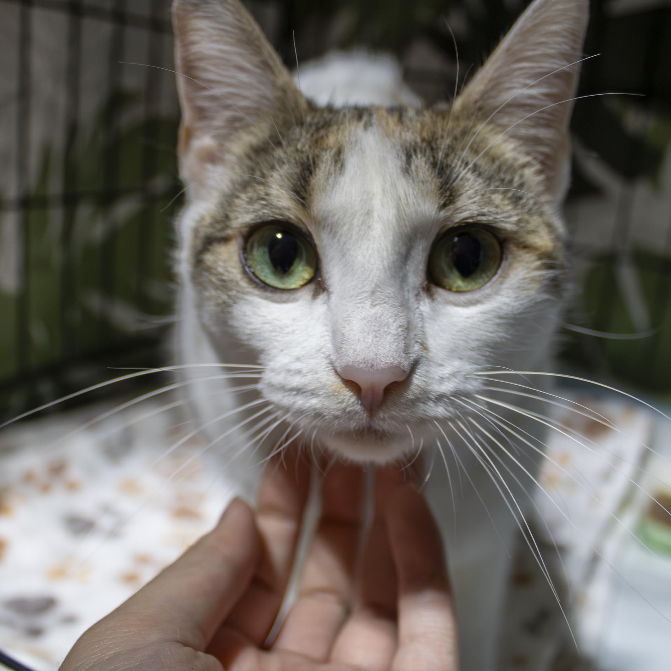 Sophie, ADOPTABLE, Young Female Domestic Short Hair.