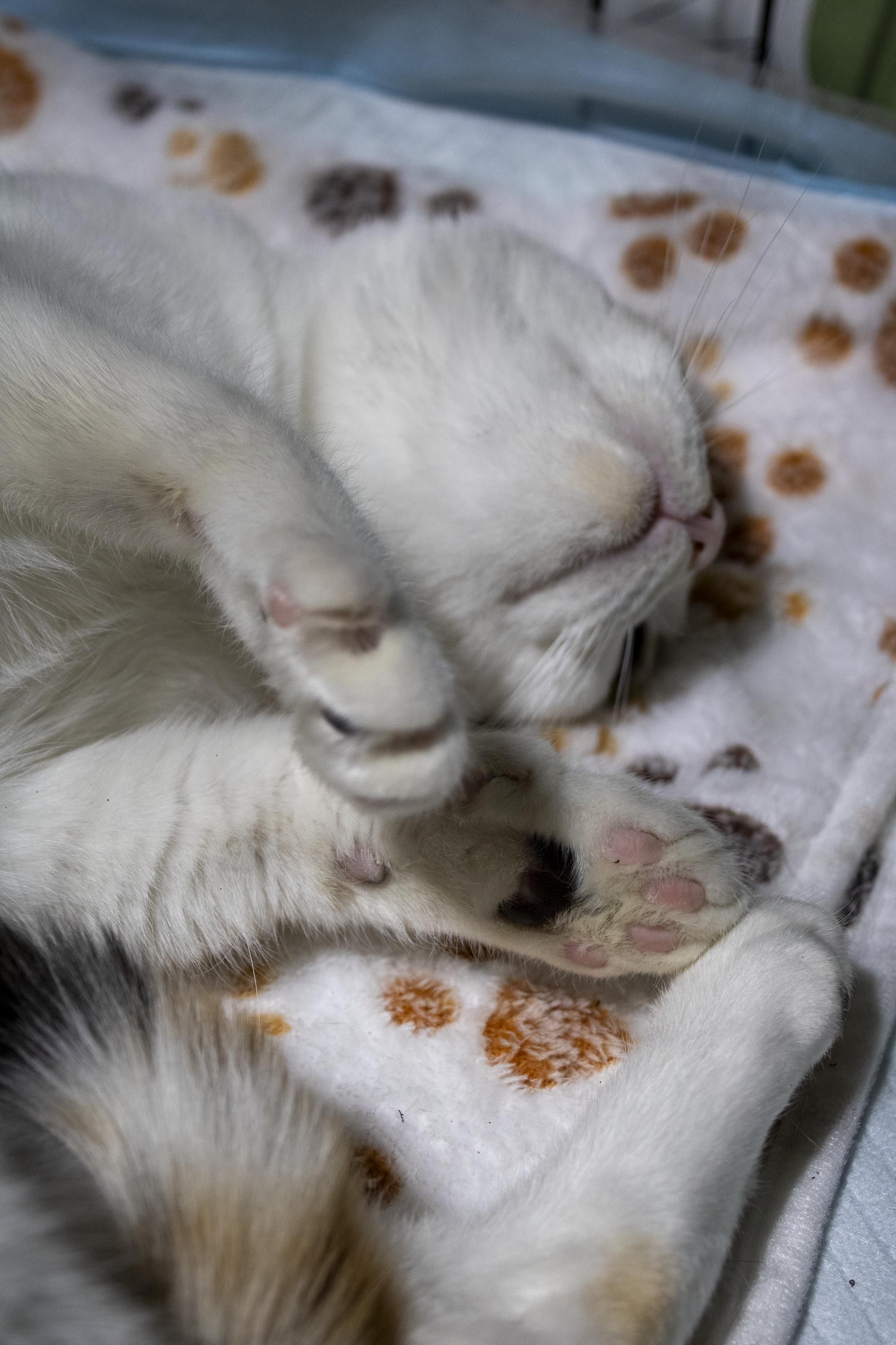Sophie, a ADOPTABLE Domestic Short Hair in Elk Grove, CA image 5/6