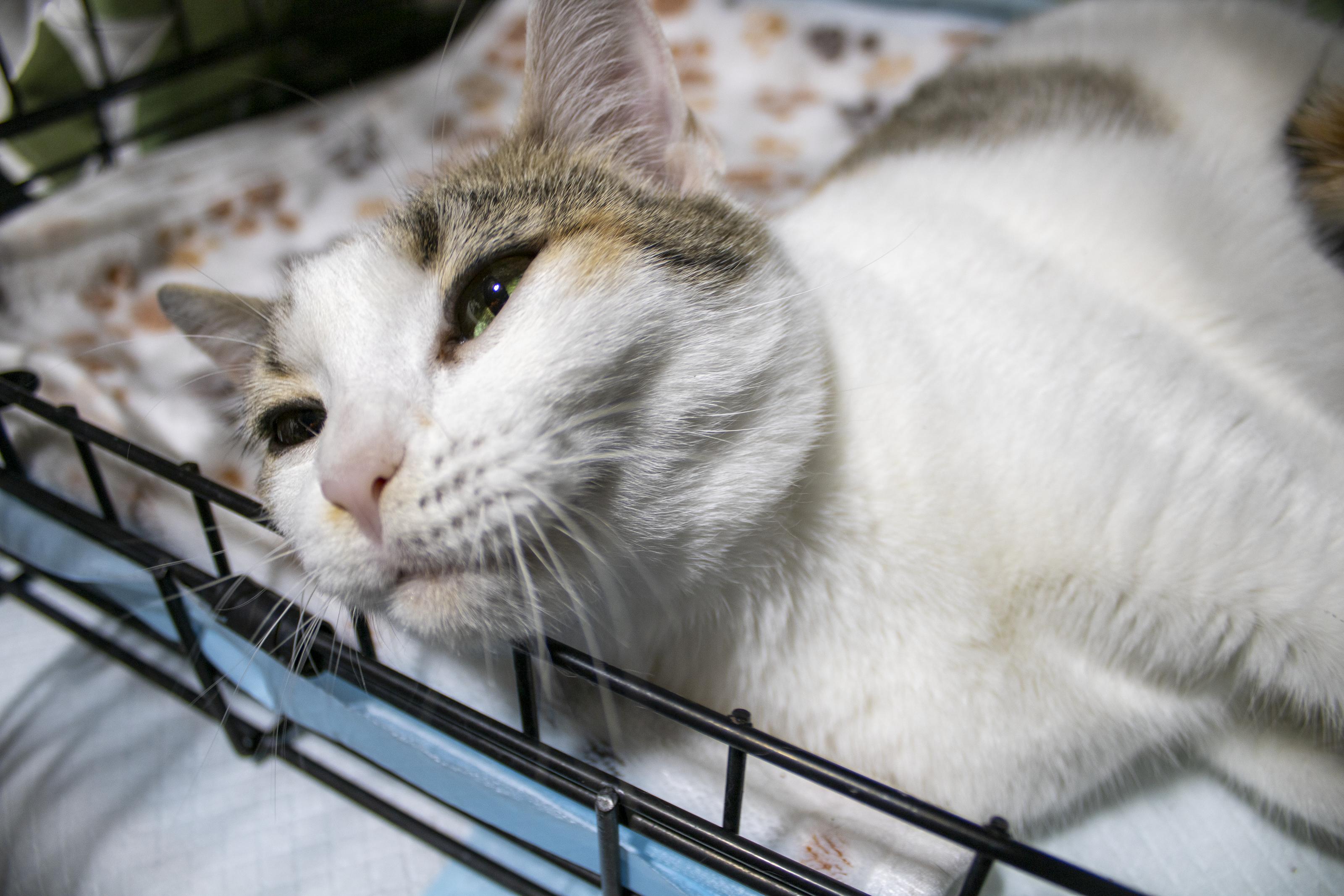Sophie, a ADOPTABLE Domestic Short Hair in Elk Grove, CA image 4/6