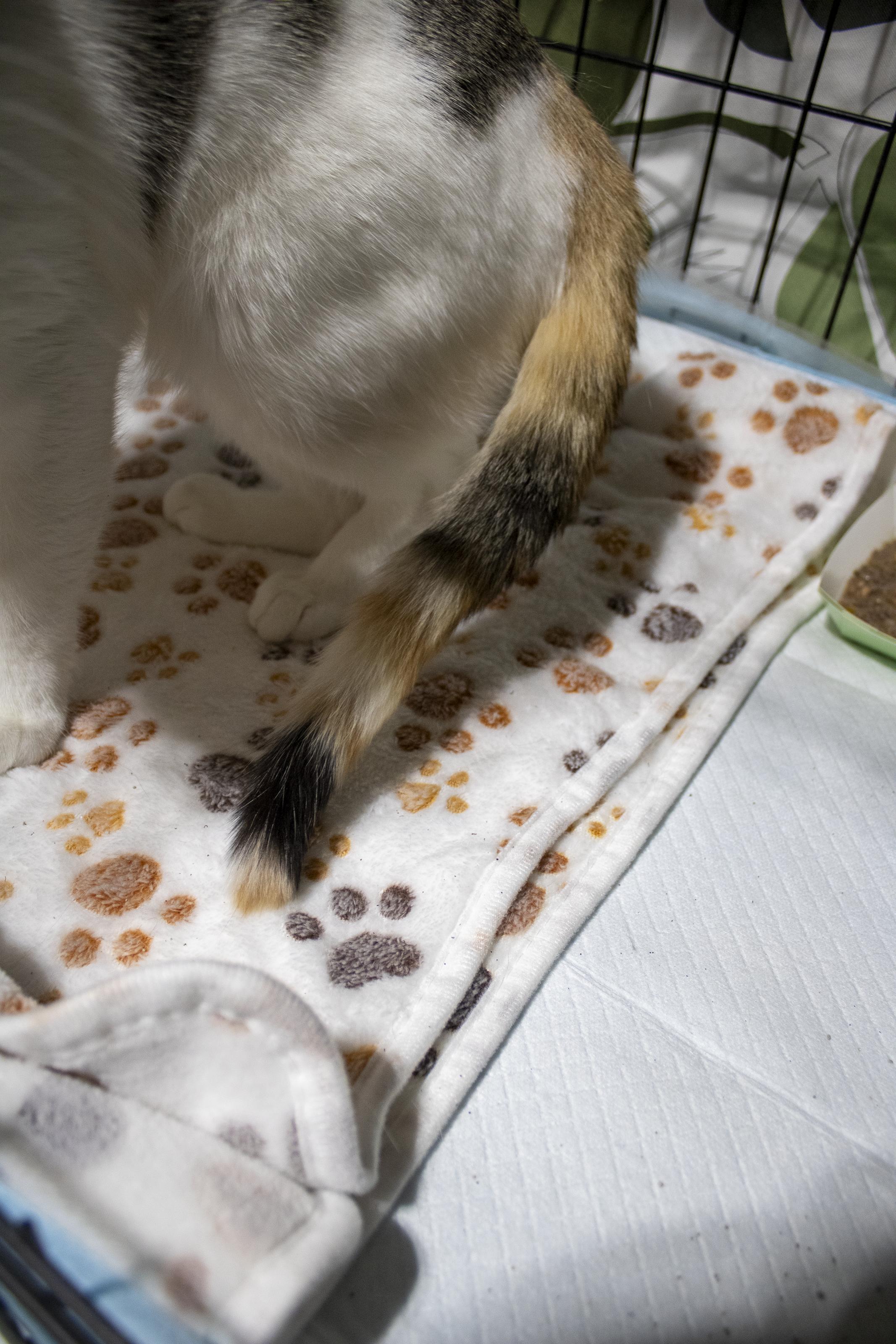 Sophie, a ADOPTABLE Domestic Short Hair in Elk Grove, CA image 6/6