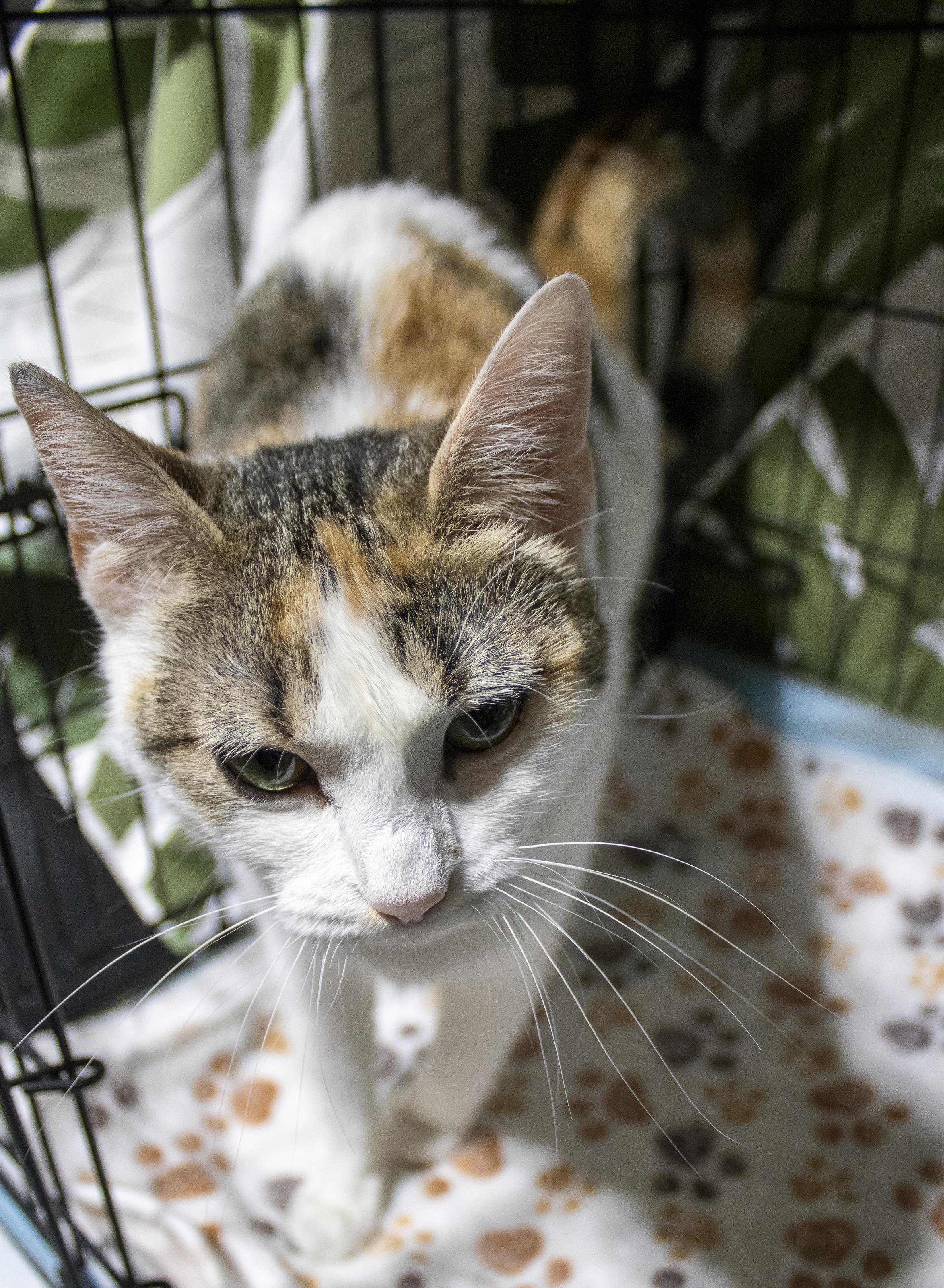Sophie, a ADOPTABLE Domestic Short Hair in Elk Grove, CA image 2/6