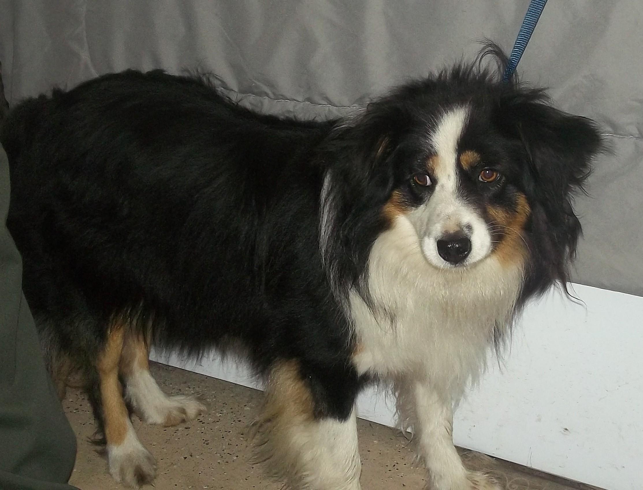 SKYLER, a ADOPTABLE Australian Shepherd in Reed City, MI image 2/3