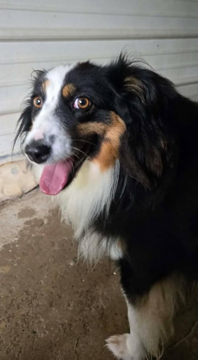 SKYLER, a ADOPTABLE Australian Shepherd in Reed City, MI image 3/3