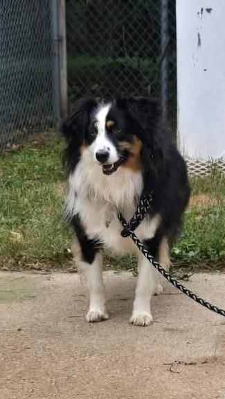 SKYLER, a ADOPTABLE Australian Shepherd in Reed City, MI image 1/3