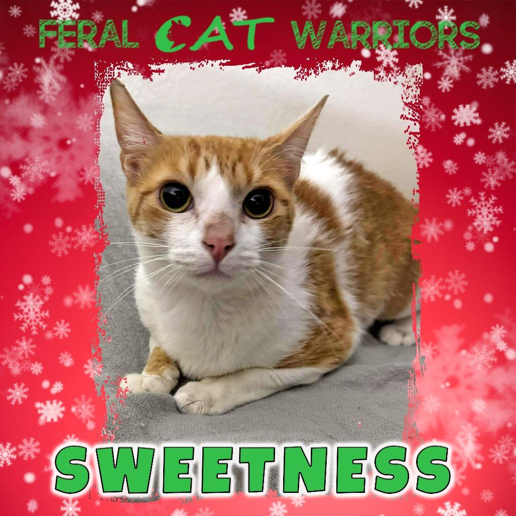 Enlarge Sweetness, a Adoptable Domestic Short Hair in Kingman, AZ image 1/1