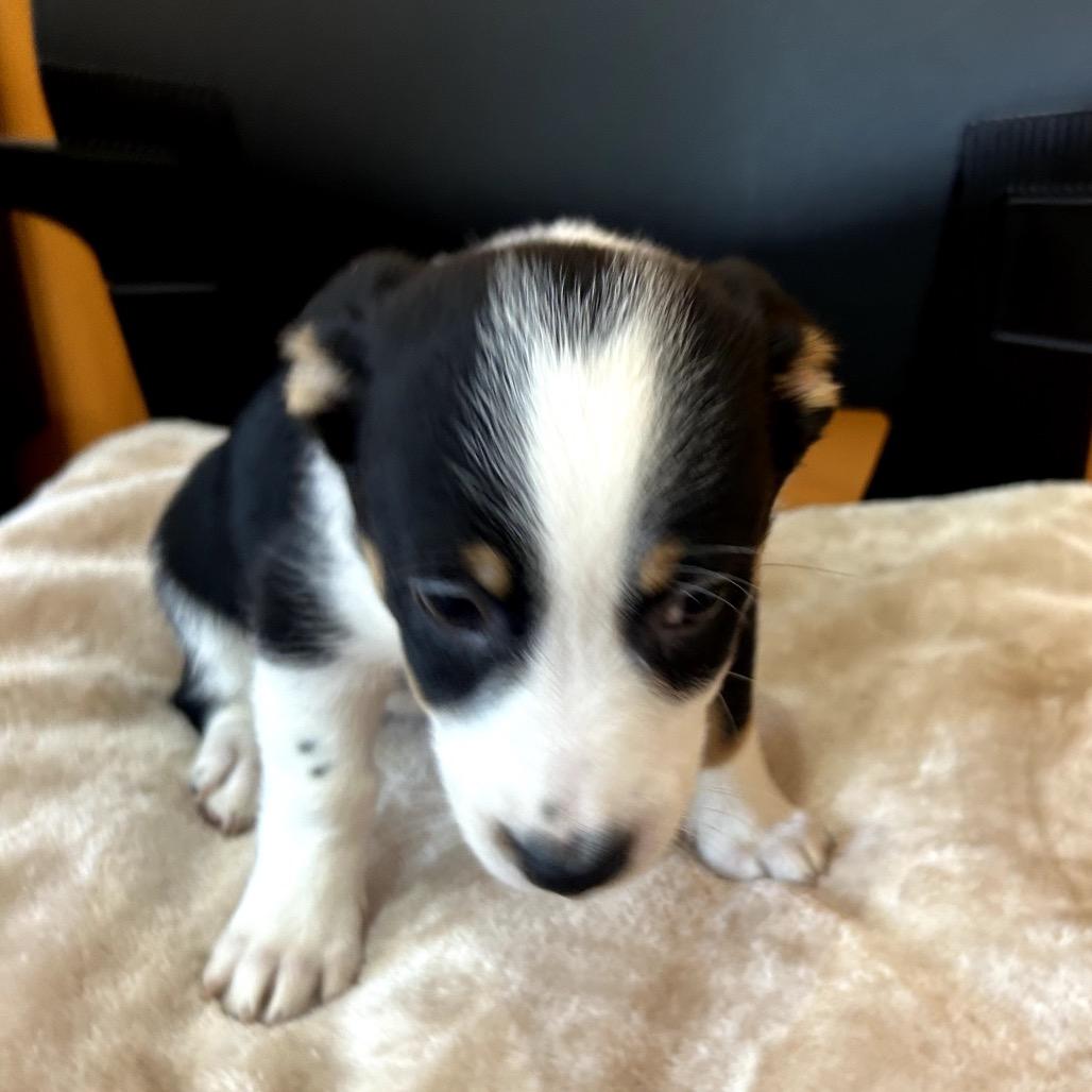 June Bug, Adoptable, Puppy Female Australian Shepherd & Chihuahua.