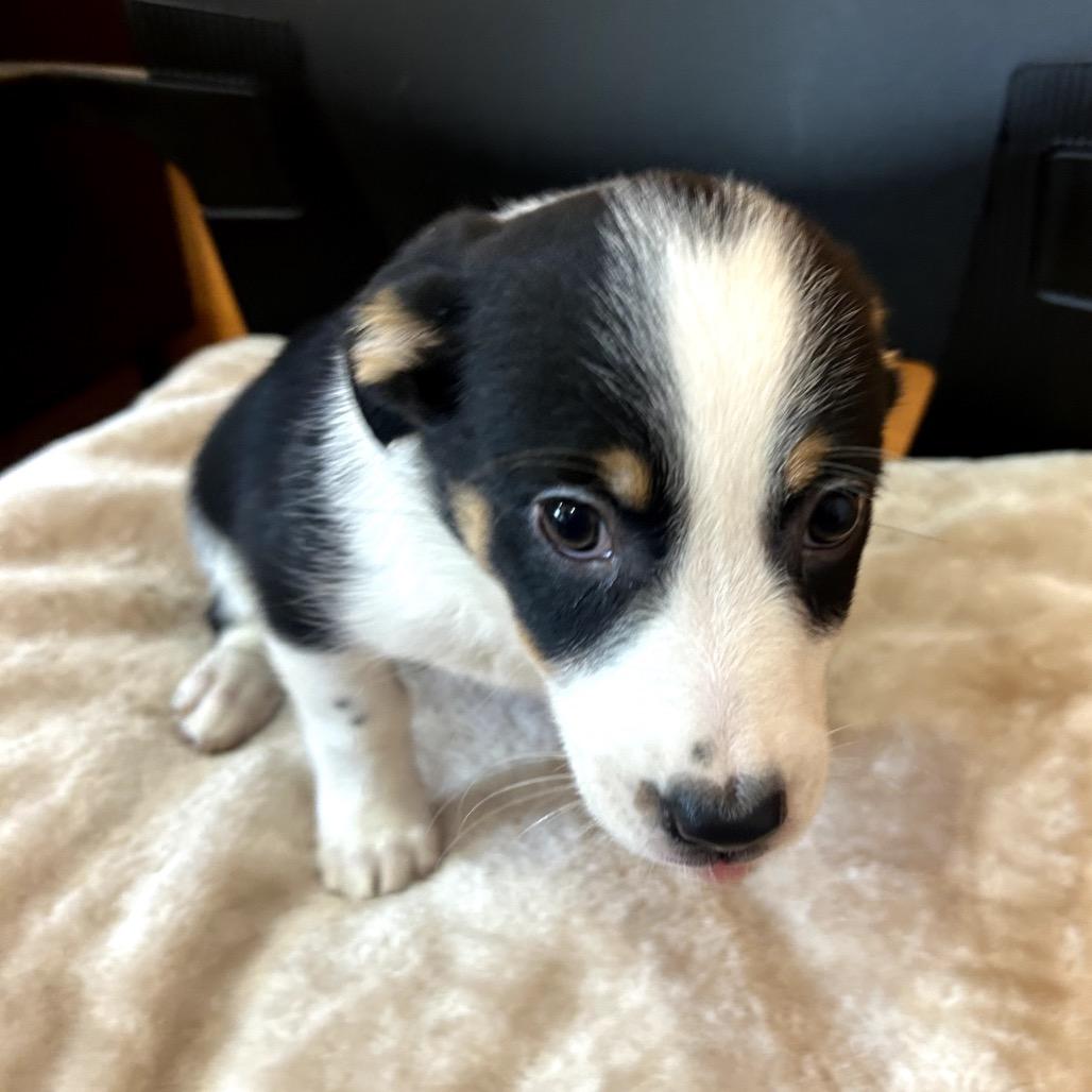 Enlarge June Bug, a Adoptable mixed breed in San Saba, TX image 2/3