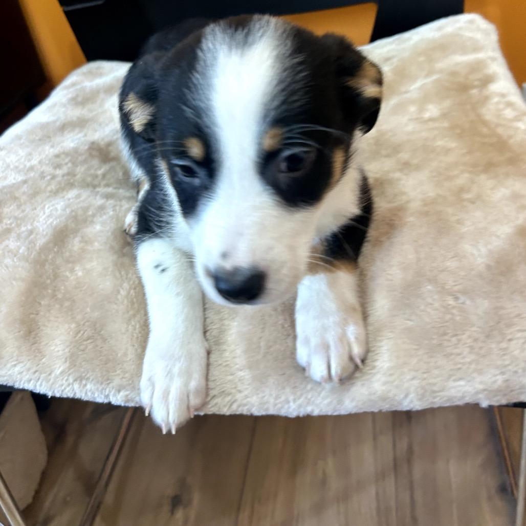 Enlarge June Bug, a Adoptable mixed breed in San Saba, TX image 3/3