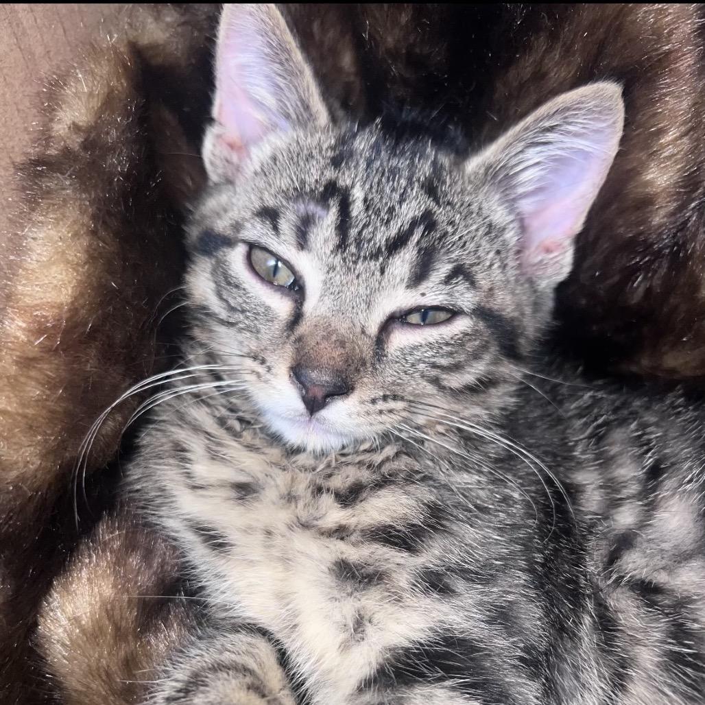 Specter, a Adoptable Domestic Short Hair in Corbin, KY image 1/2