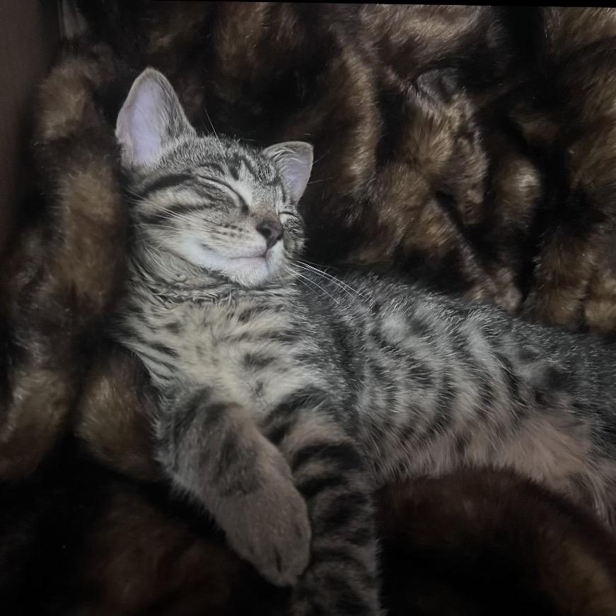 Specter, a Adoptable Domestic Short Hair in Corbin, KY image 2/2