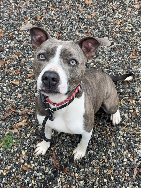 Enlarge CLOVER, a Adoptable mixed breed in Lincolnton, NC image 1/1
