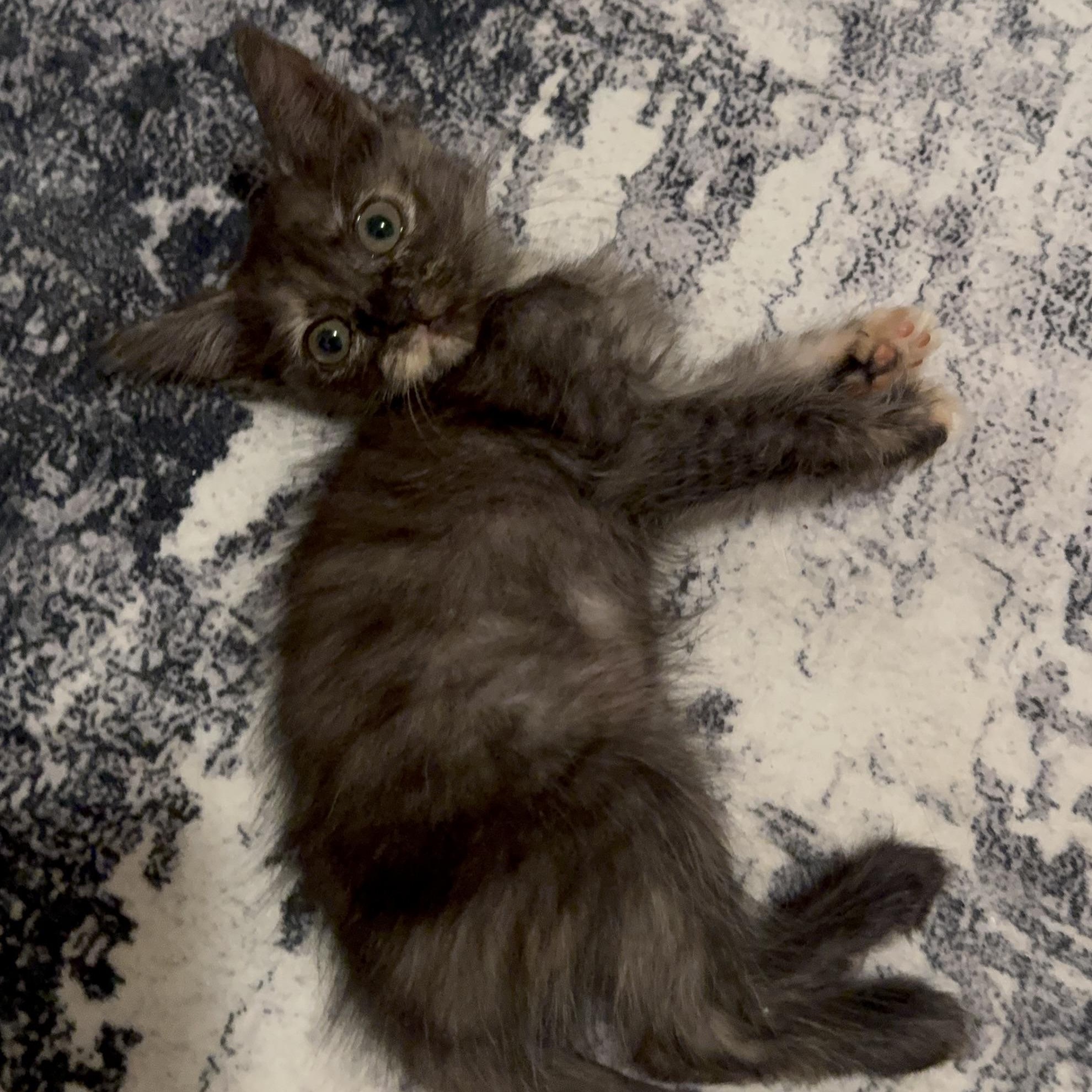 Bellatrix, Adoptable, Kitten Female Domestic Short Hair.