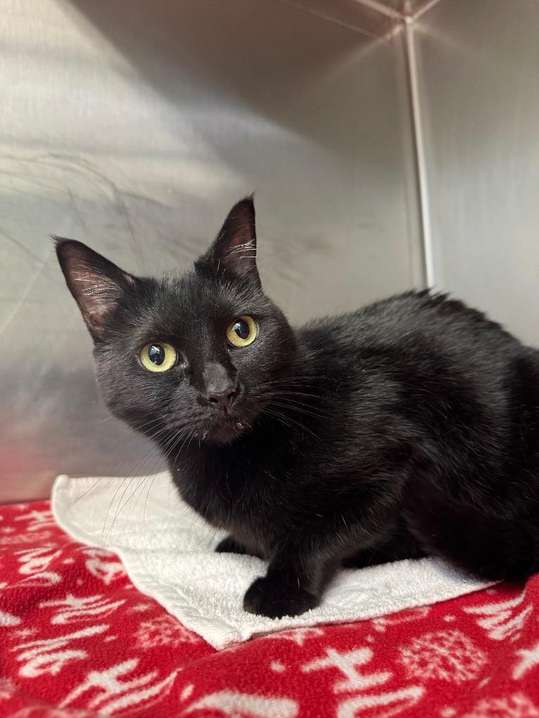 Rain, a Adoptable mixed breed in Grants Pass, OR image 1/2