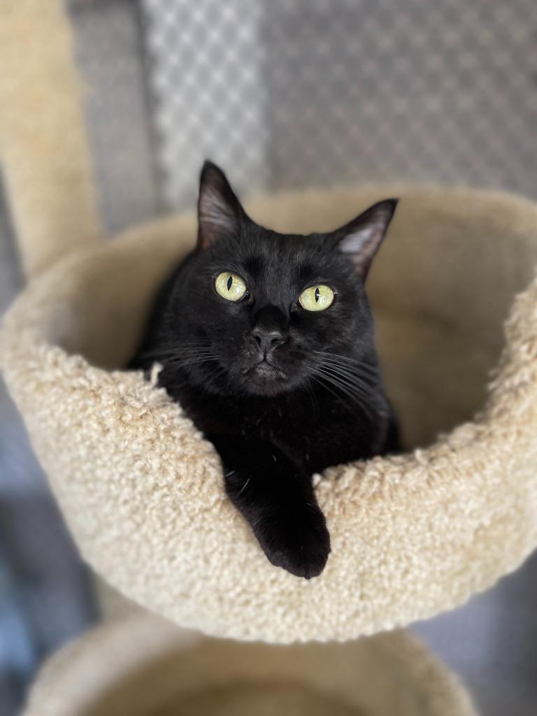 Enlarge Rain, a Adoptable mixed breed in Grants Pass, OR image 2/6