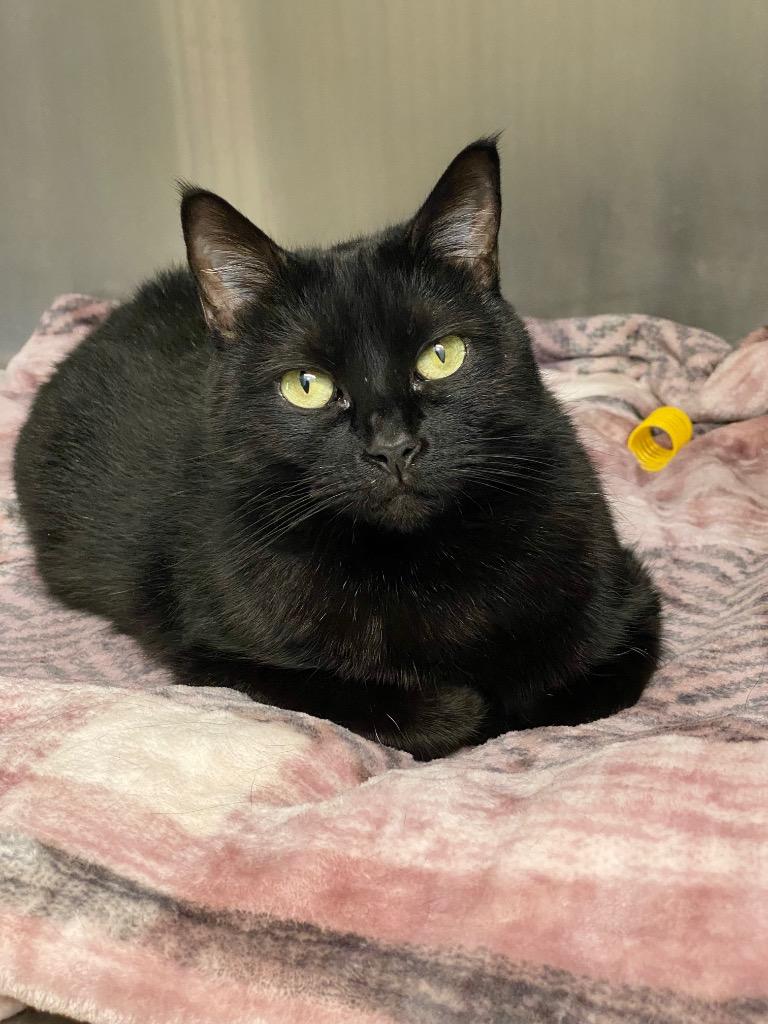 Enlarge Rain, a Adoptable mixed breed in Grants Pass, OR image 4/6