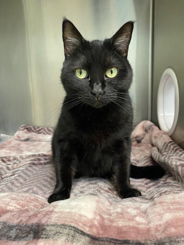 Enlarge Rain, a Adoptable mixed breed in Grants Pass, OR image 5/6