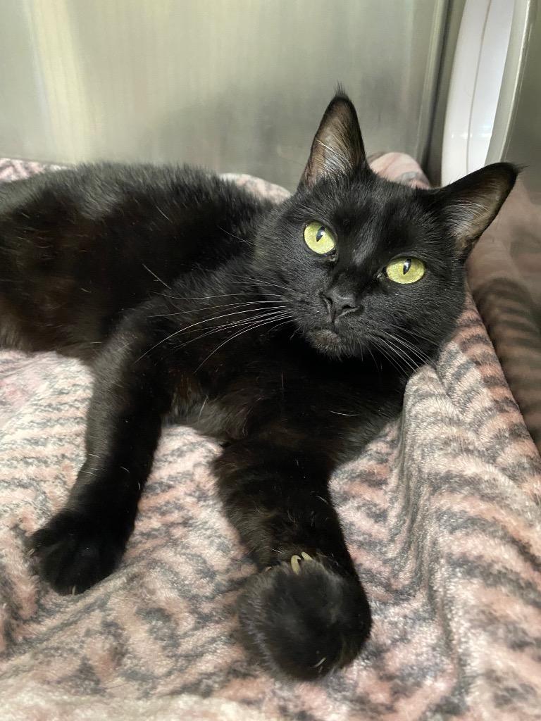Enlarge Rain, a Adoptable mixed breed in Grants Pass, OR image 6/6
