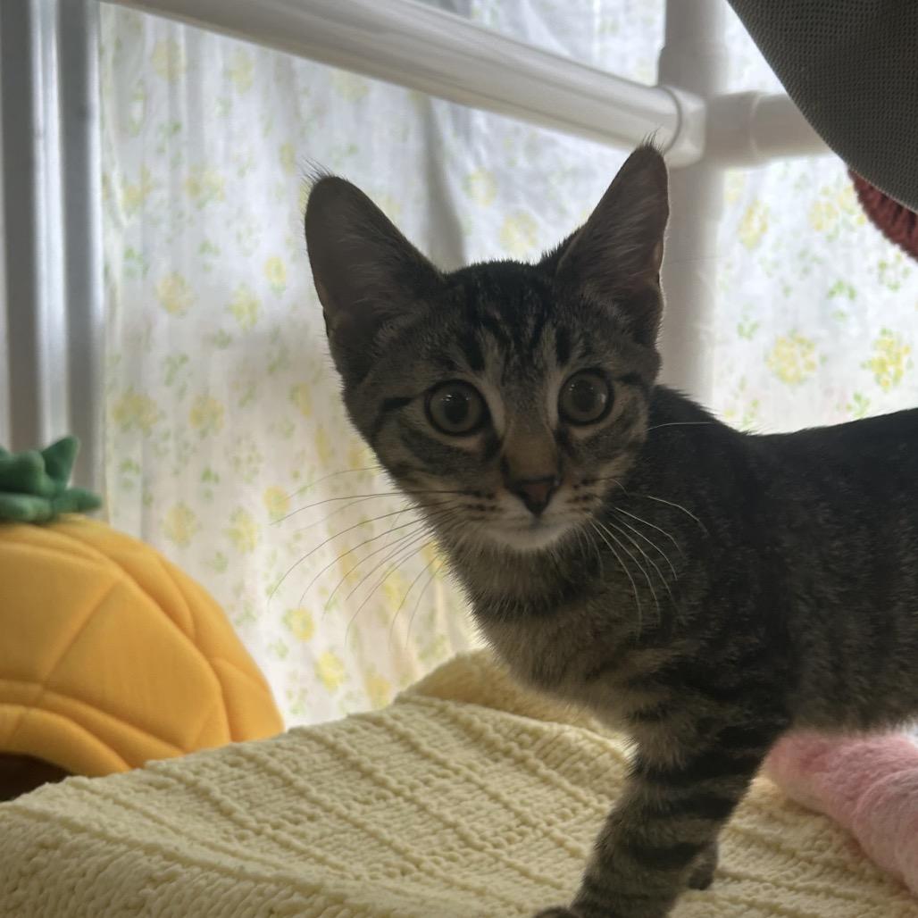 Miss Ma'am, Adoptable, Kitten Female Domestic Short Hair.