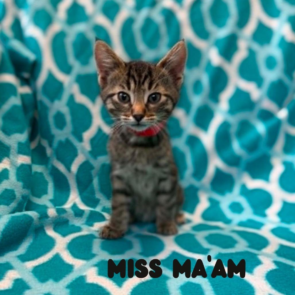 Enlarge Miss Ma'am, a Adoptable Domestic Short Hair in West Olive, MI image 2/3