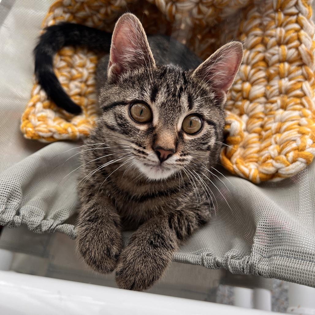 Enlarge Miss Ma'am, a Adoptable Domestic Short Hair in West Olive, MI image 3/3