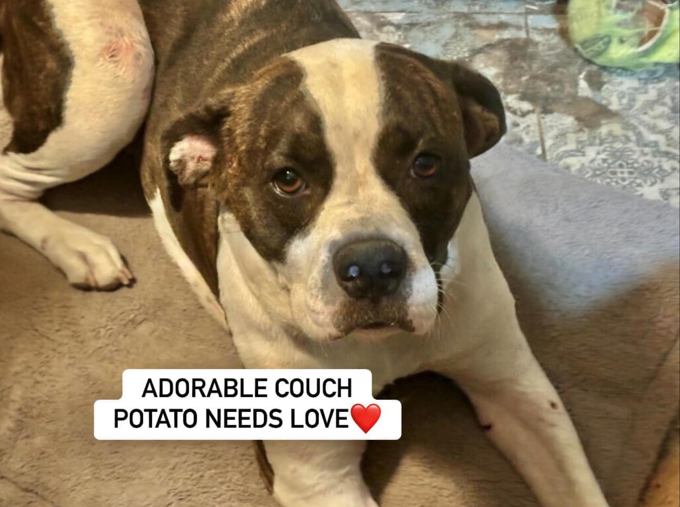 Enlarge ROXY, a Adoptable mixed breed in Rockdale, TX image 2/3