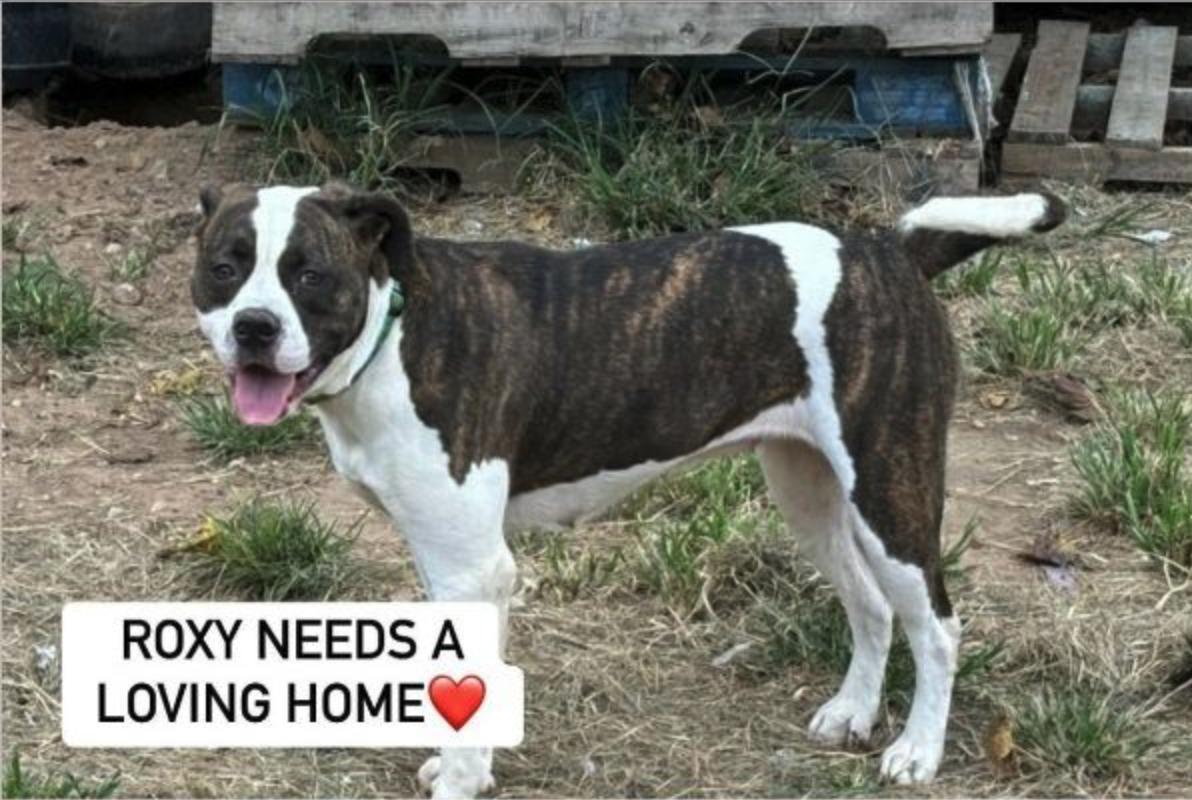 Enlarge ROXY, a Adoptable mixed breed in Rockdale, TX image 1/3