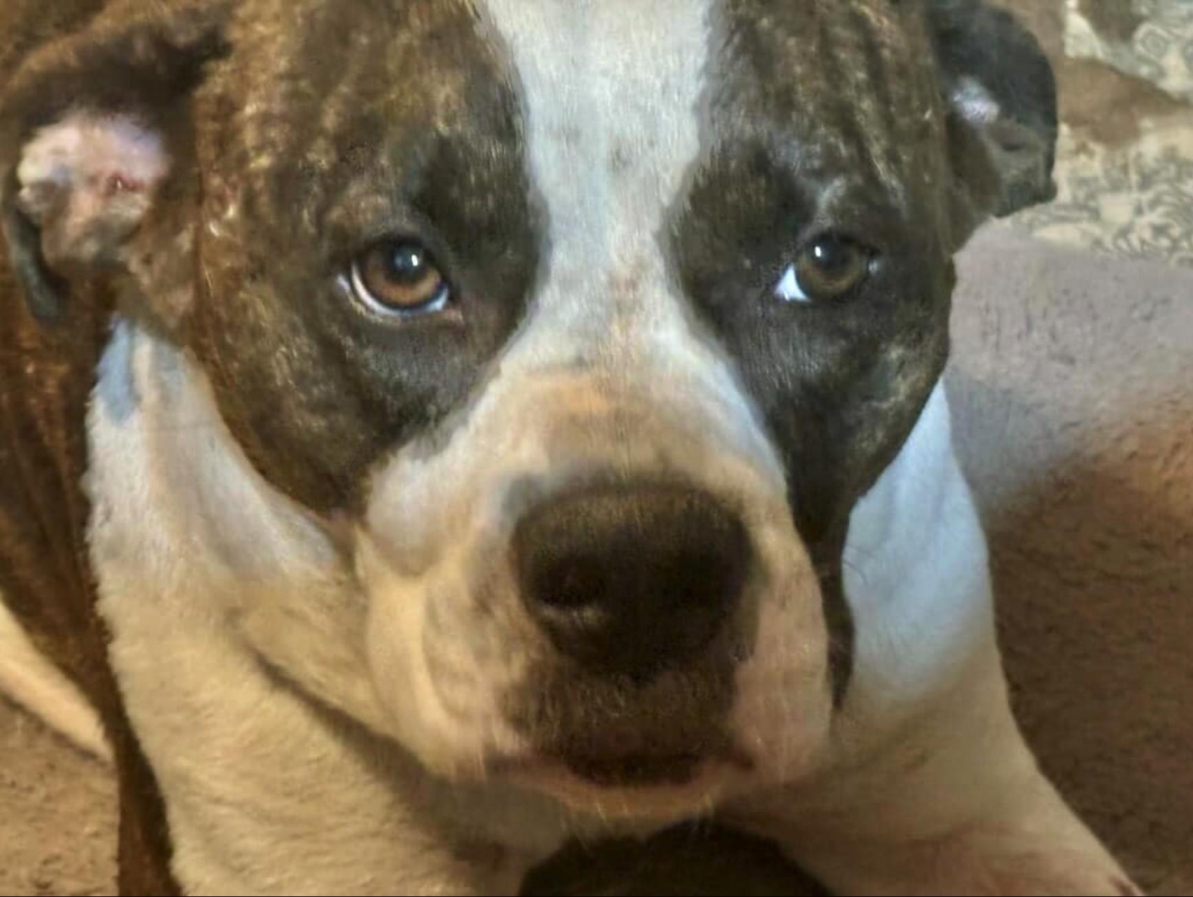 Enlarge ROXY, a Adoptable mixed breed in Rockdale, TX image 3/3