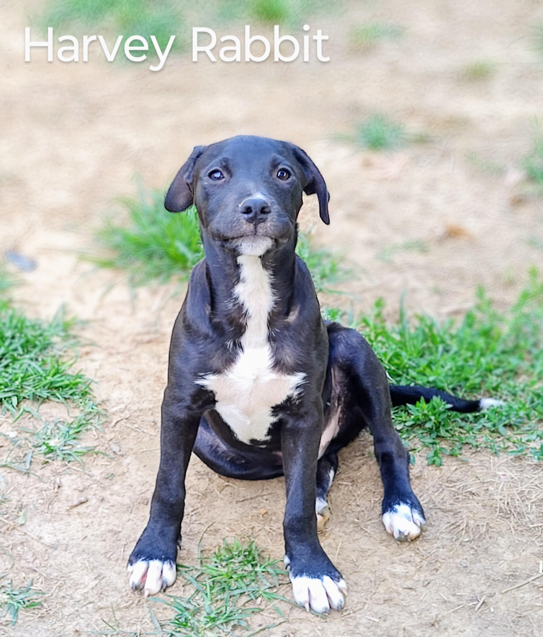 Harvey Rabbit - Come Meet Me! photo 3