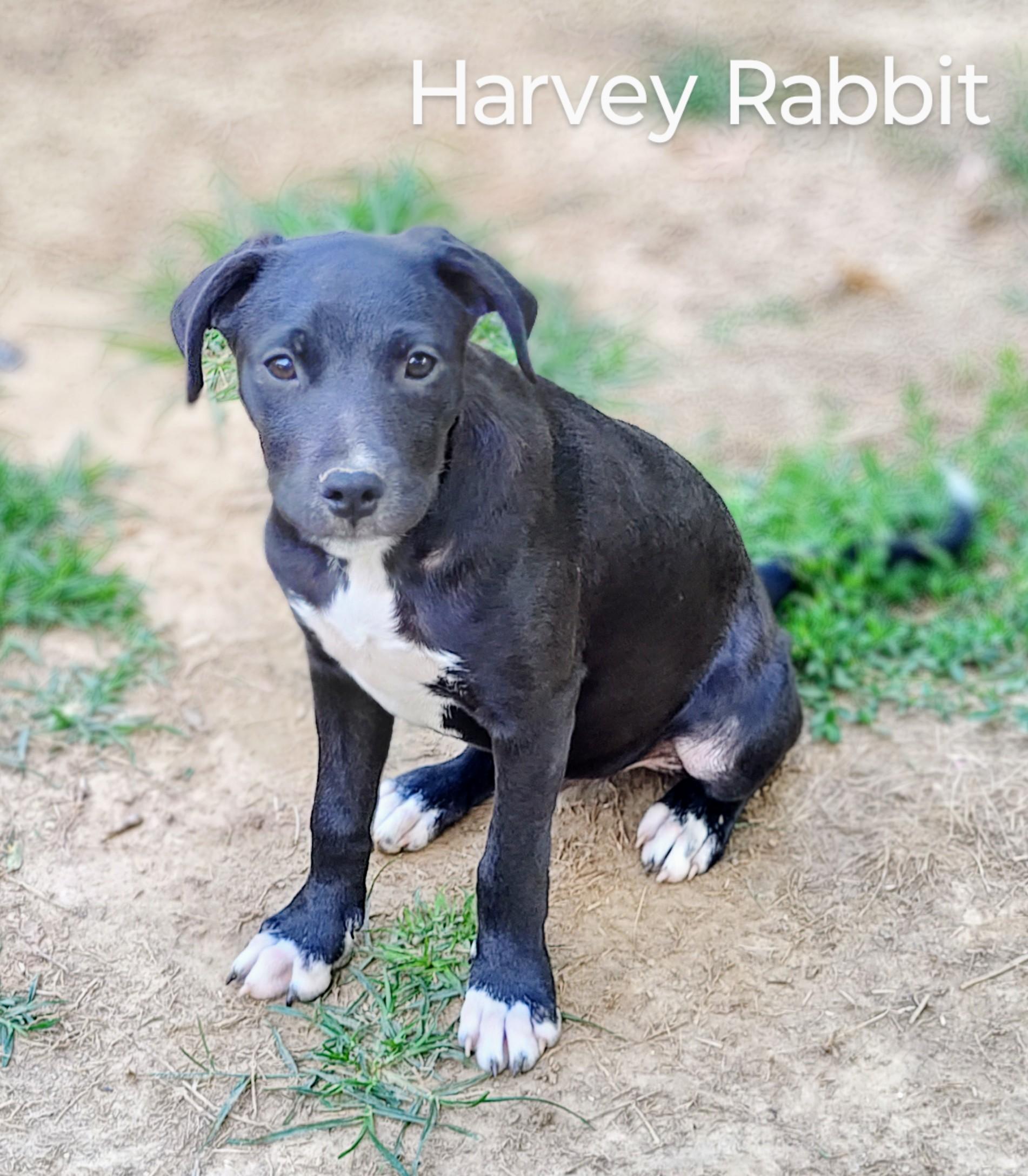 Harvey Rabbit - Come Meet Me! photo 4