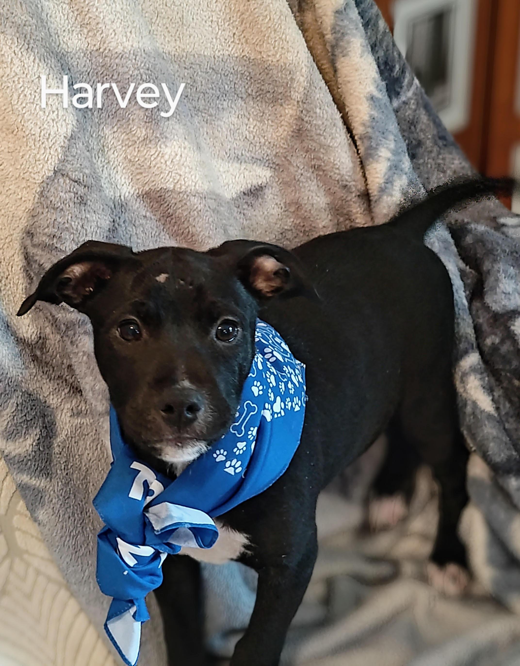 Harvey Rabbit - Come Meet Me! photo 5