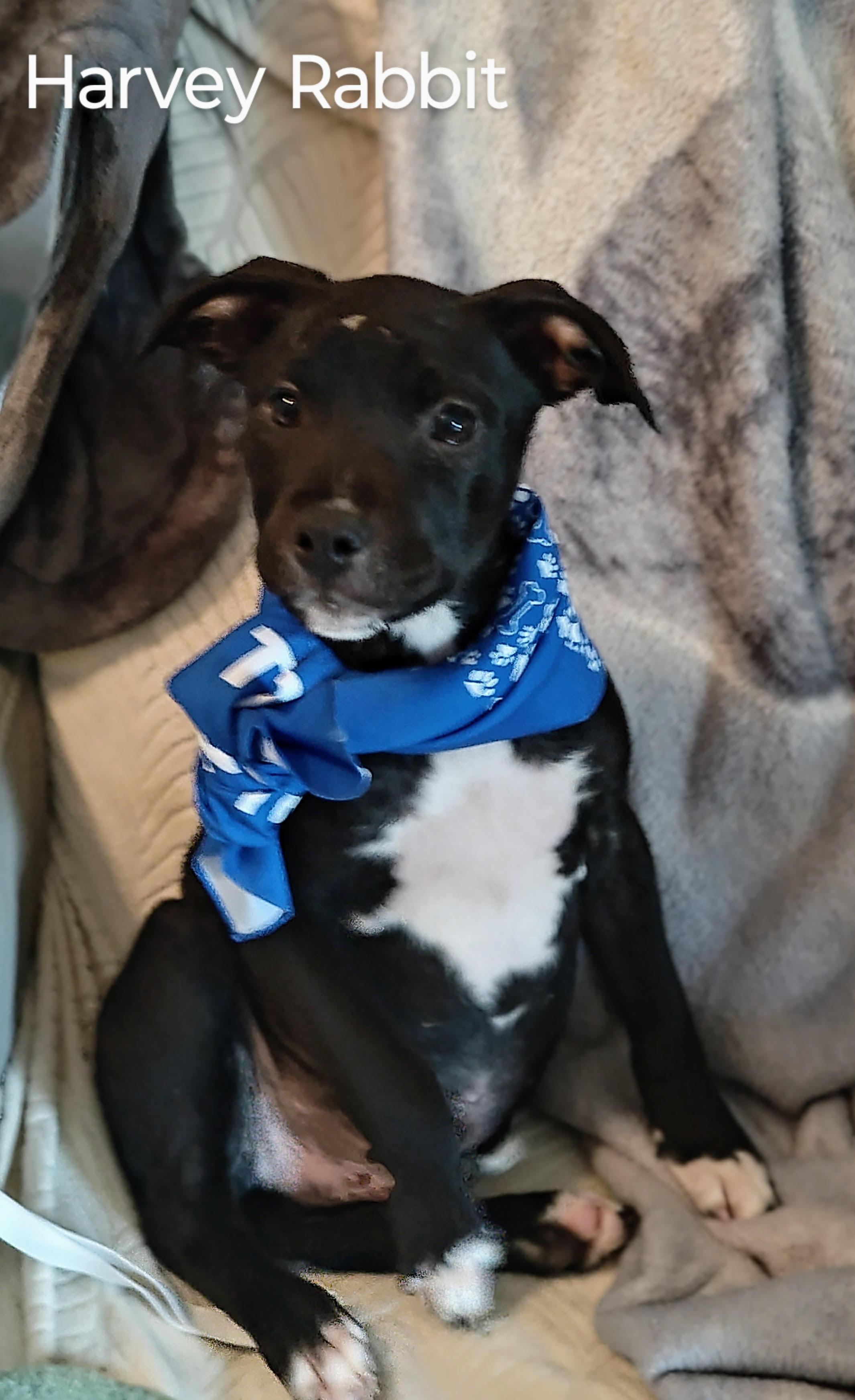 Harvey Rabbit - Come Meet Me!, Baby Male Boston Terrier