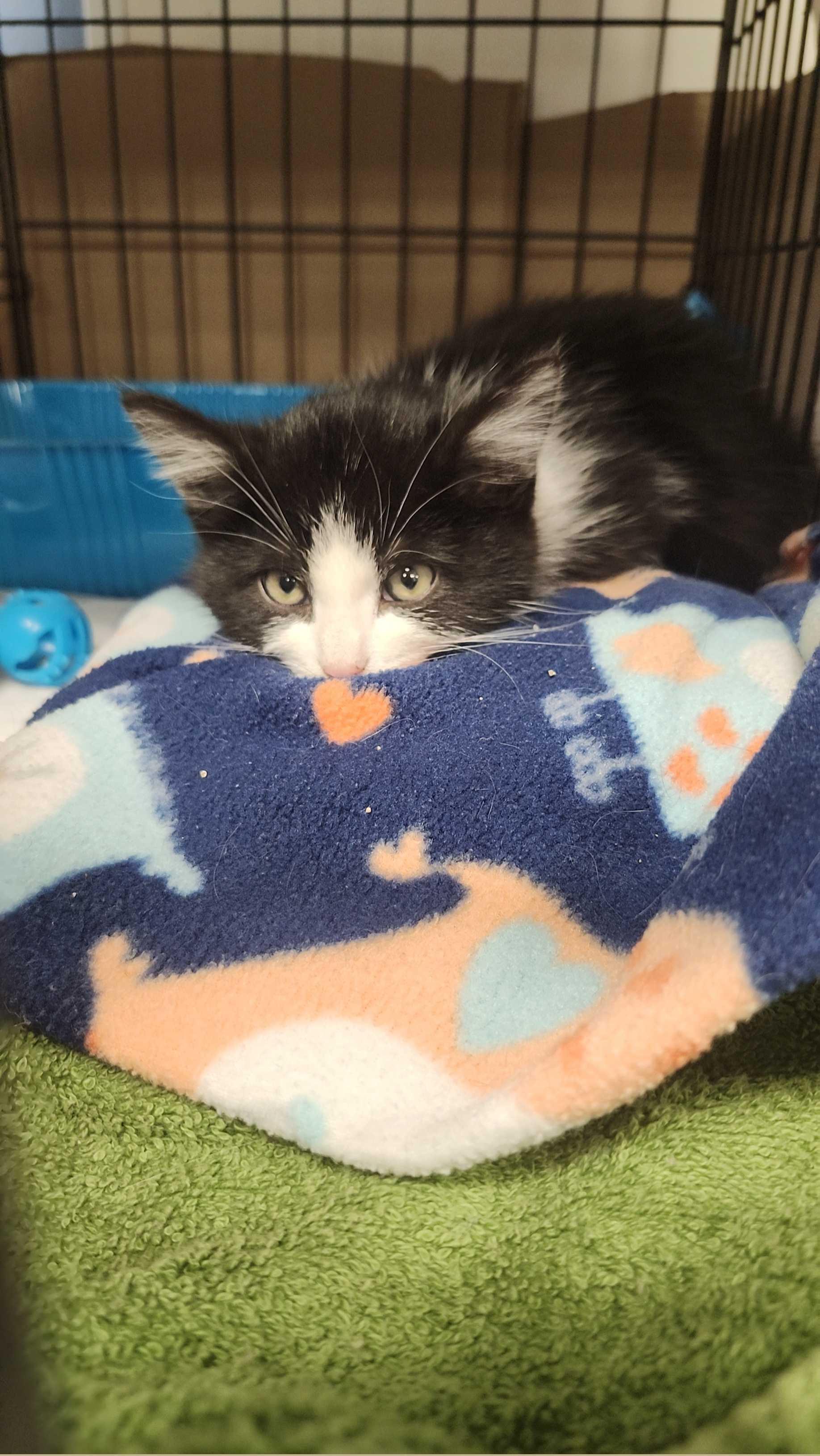 Elrond, Adopted, Young Male Tuxedo.