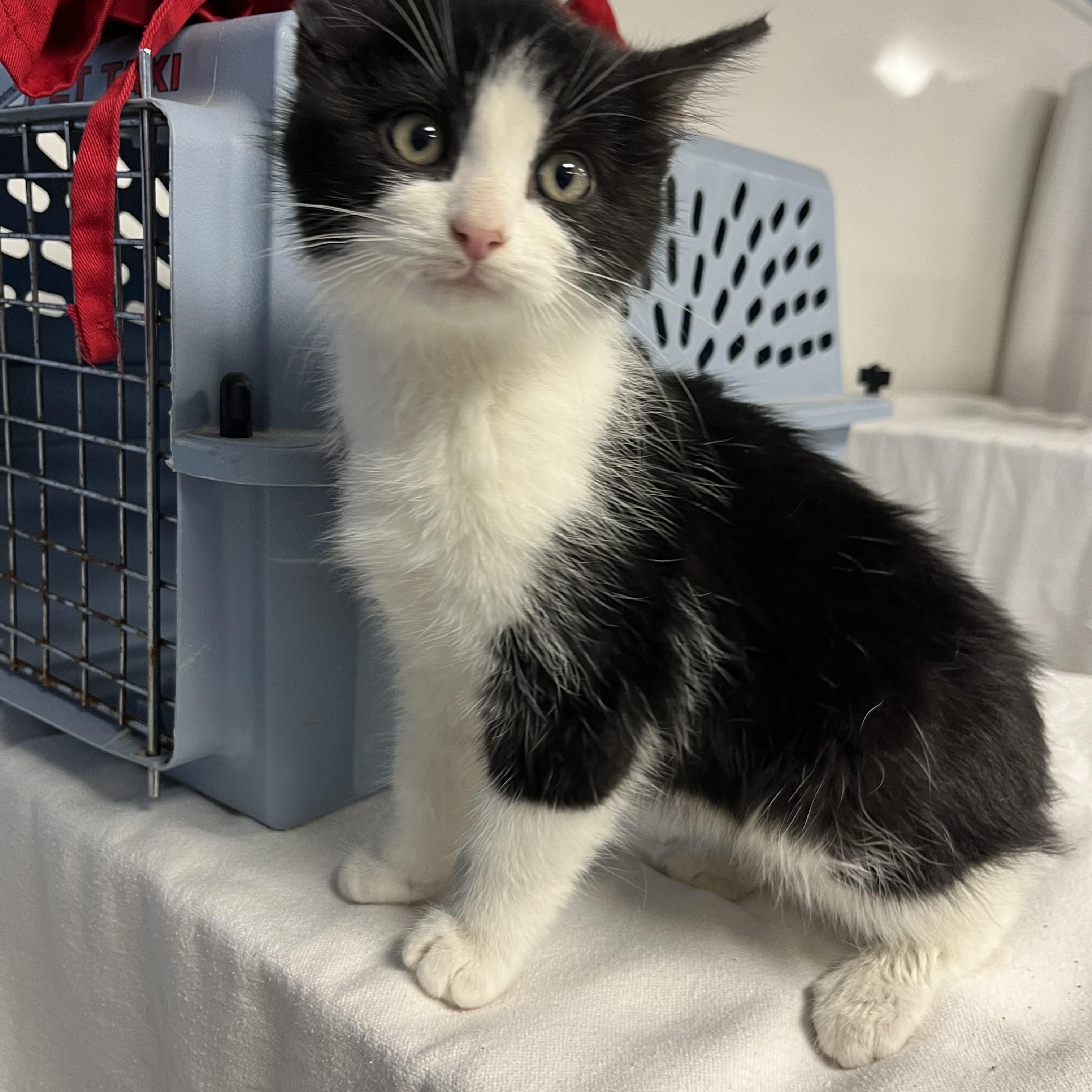 Enlarge Elrond, a Adopted Tuxedo in Oberlin, OH image 2/4