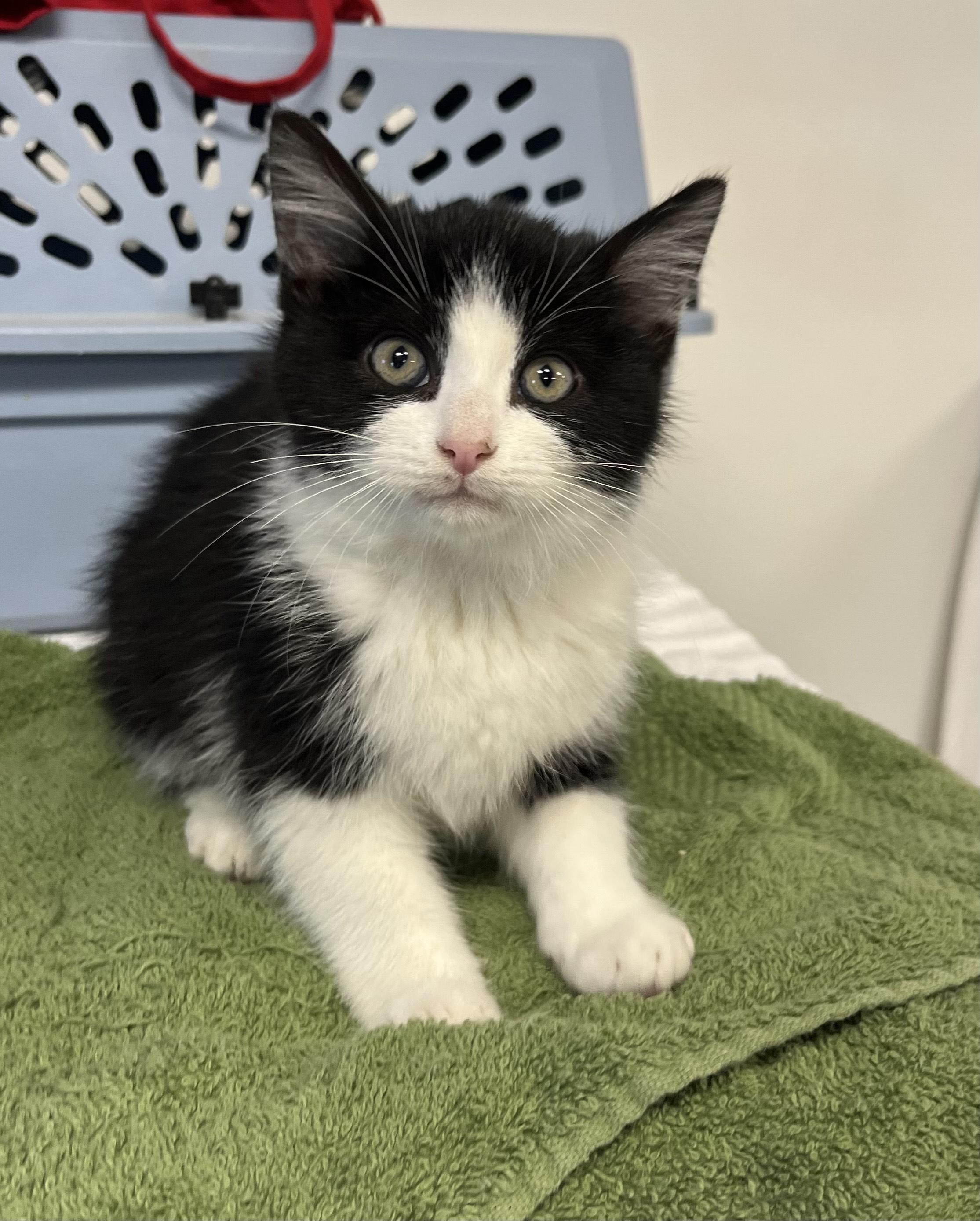 Enlarge Elrond, a Adopted Tuxedo in Oberlin, OH image 3/4