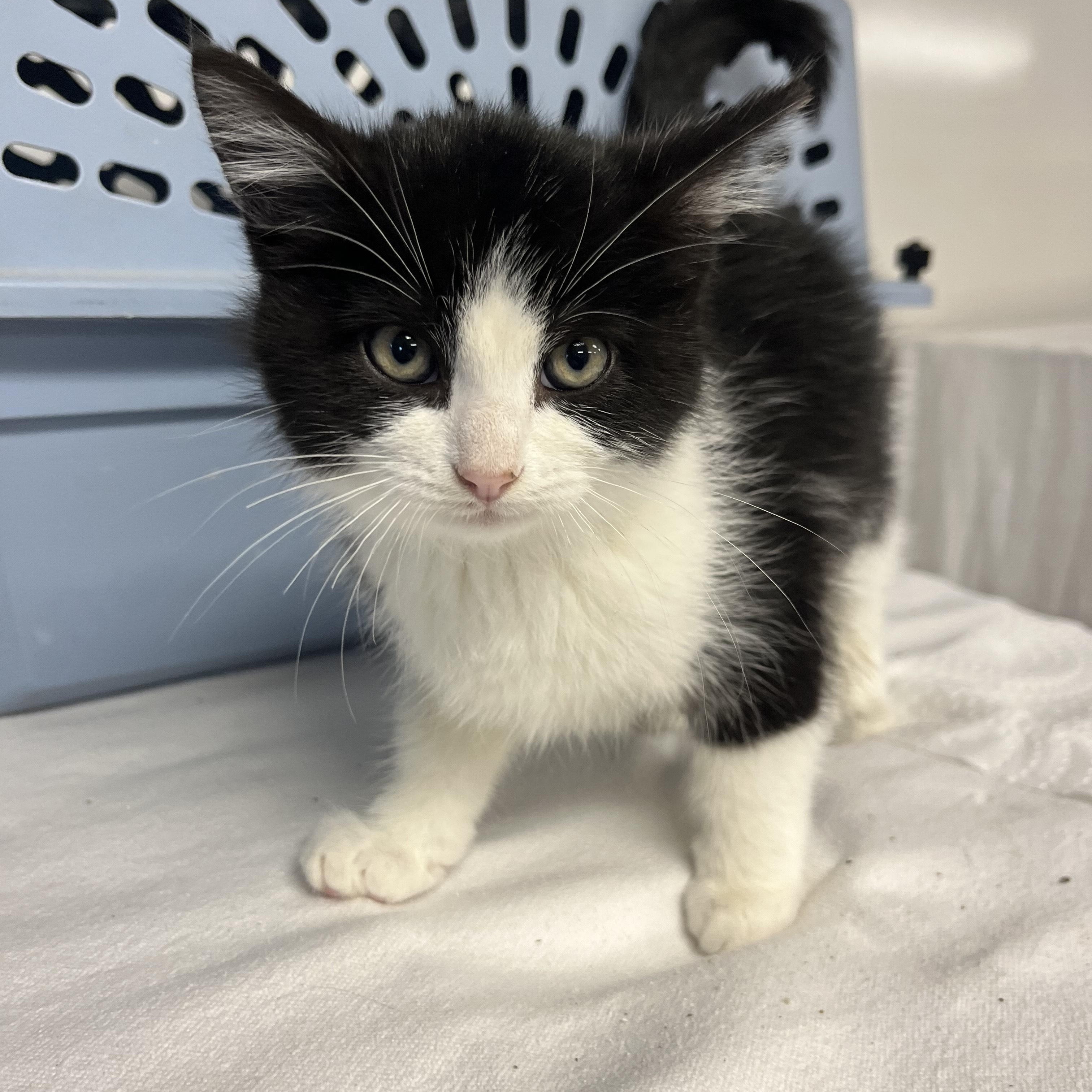 Enlarge Elrond, a Adopted Tuxedo in Oberlin, OH image 4/4