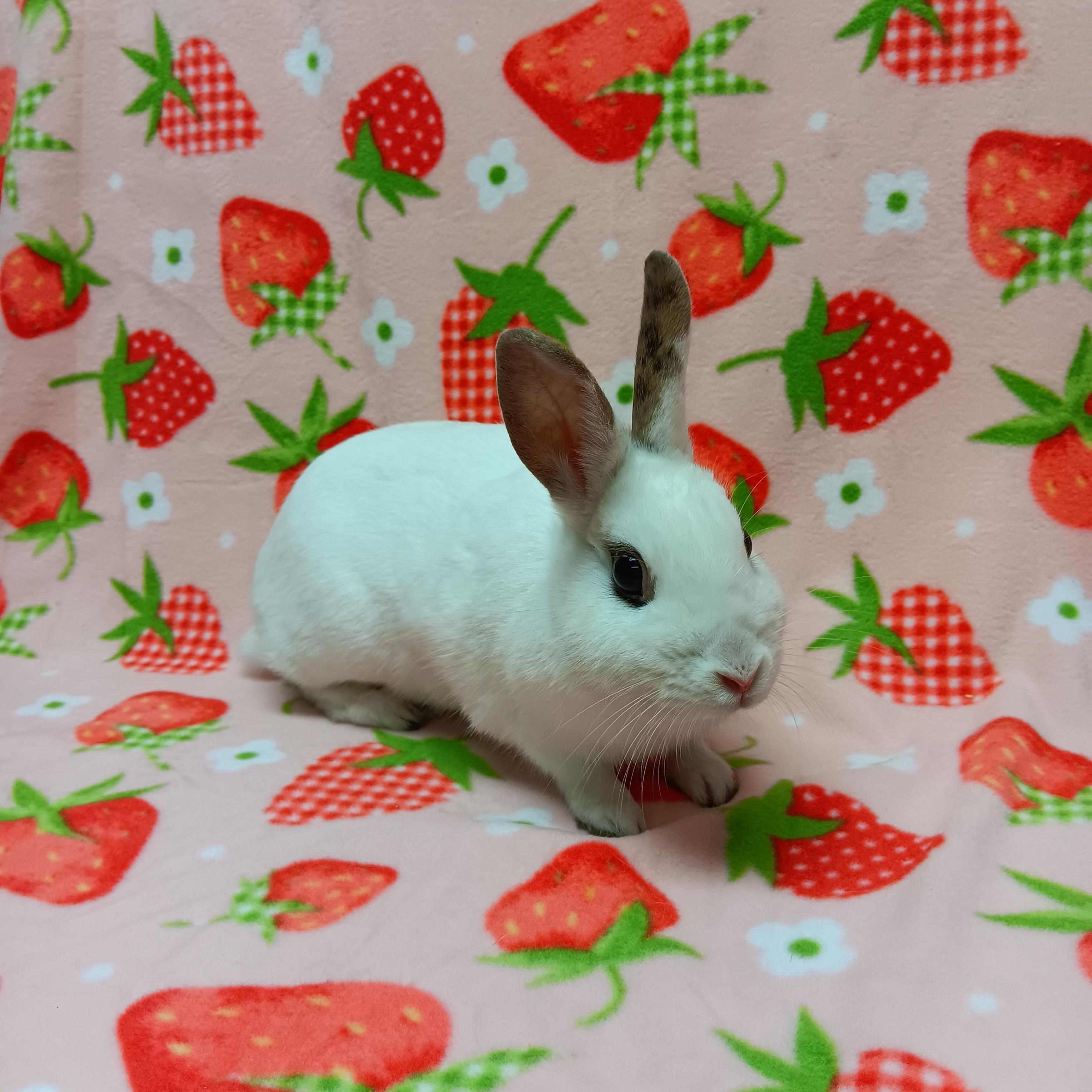 Enlarge Vanillie, a Adoptable Bunny Rabbit in Harrisburg, PA image 1/1