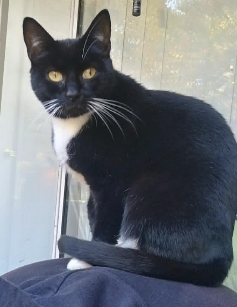 Maxine, a Adoptable Domestic Short Hair in North East, MD image 1/4