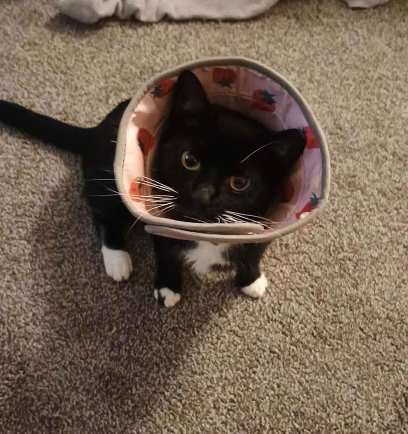 Maxine, a Adoptable Domestic Short Hair in North East, MD image 4/4