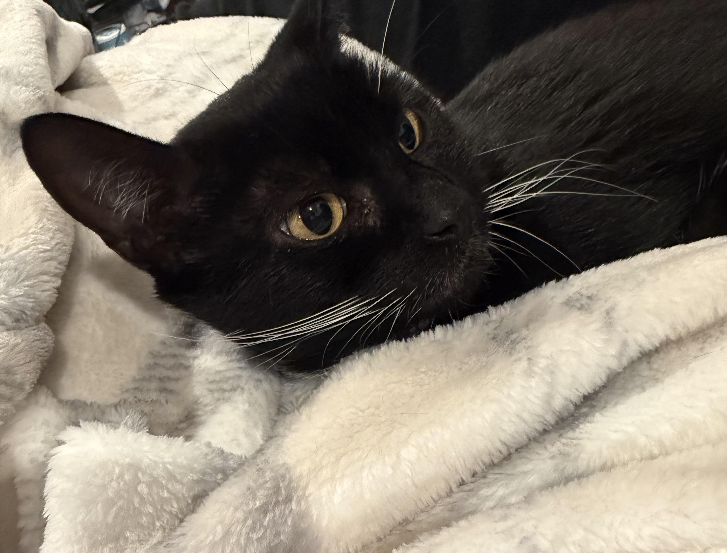 Maxine, a Adoptable Domestic Short Hair in North East, MD image 2/4