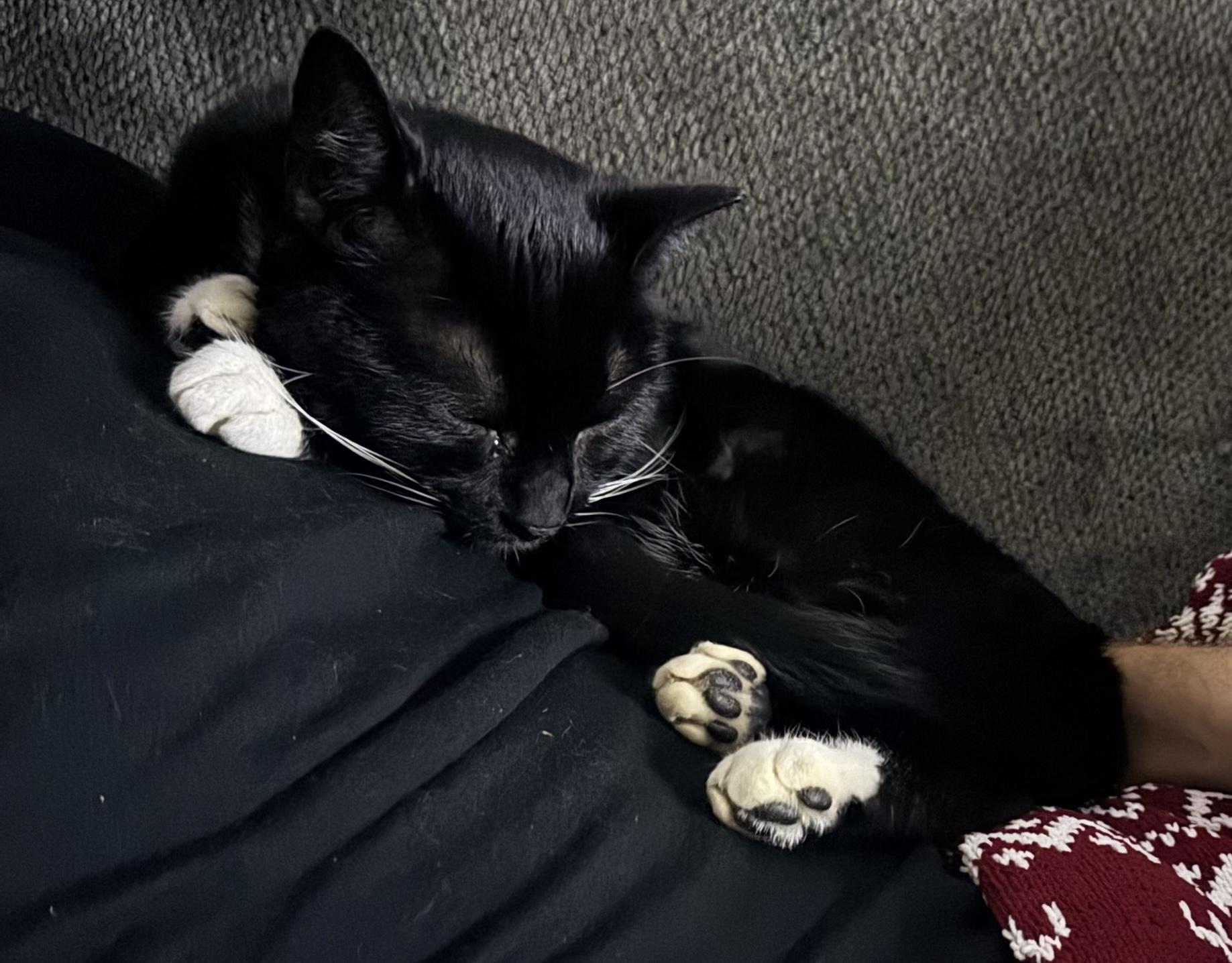 Maxine, a Adoptable Domestic Short Hair in North East, MD image 3/4