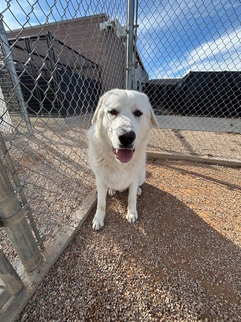 Dudley, Adoptable, Young Male Great Pyrenees.