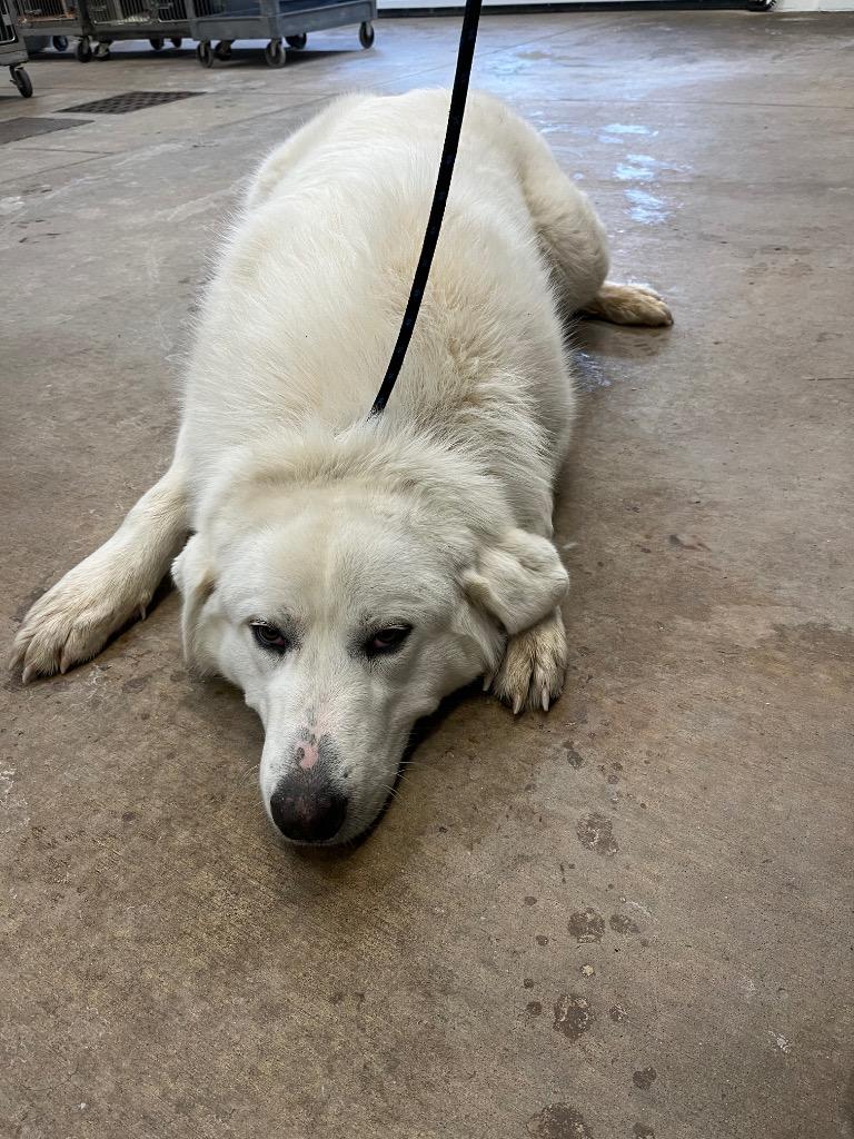Enlarge Dudley, a Adoptable Great Pyrenees in Gillette, WY image 2/2