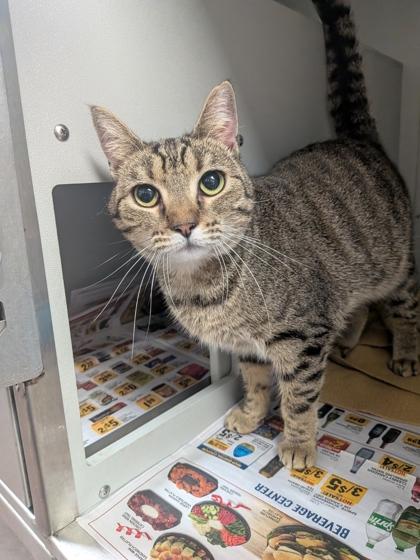 Flora, Adoptable, Adult Female Domestic Short Hair & Domestic Short Hair.