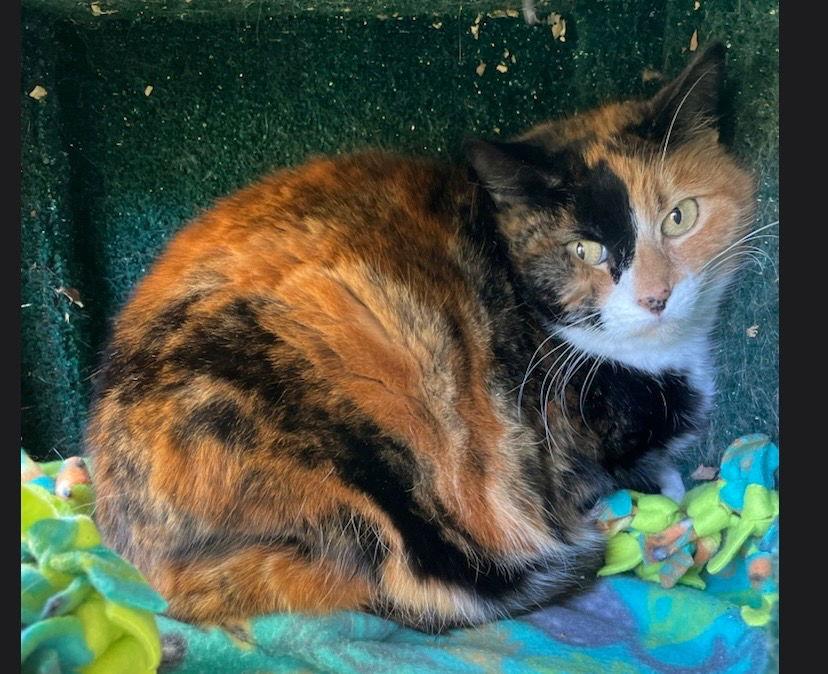 Cali, Adoptable, Adult Female Calico.