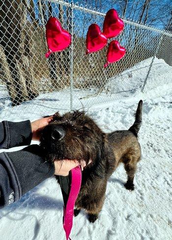 Enlarge Coffee, an adopted mixed breed in Bedford Hills, NY image 2/5
