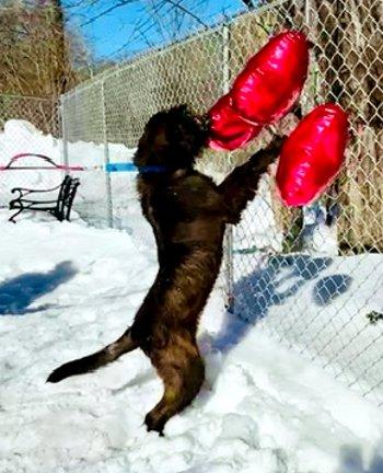 Enlarge Coffee, an adopted mixed breed in Bedford Hills, NY image 3/5