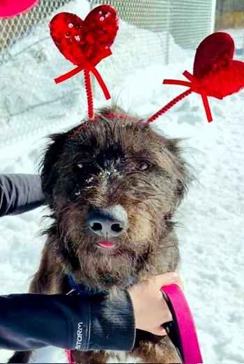 Coffee, adopted, Puppy Male Poodle & Irish Wolfhound.