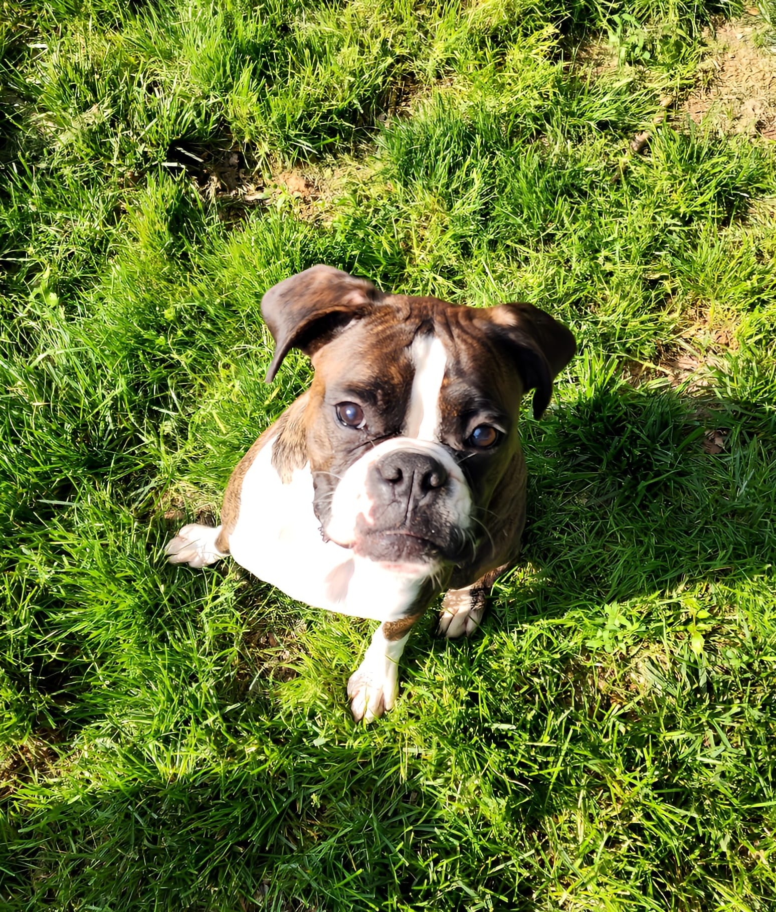 Enlarge Ellie, a Adopted Boxer in Westminster, MD image 1/3
