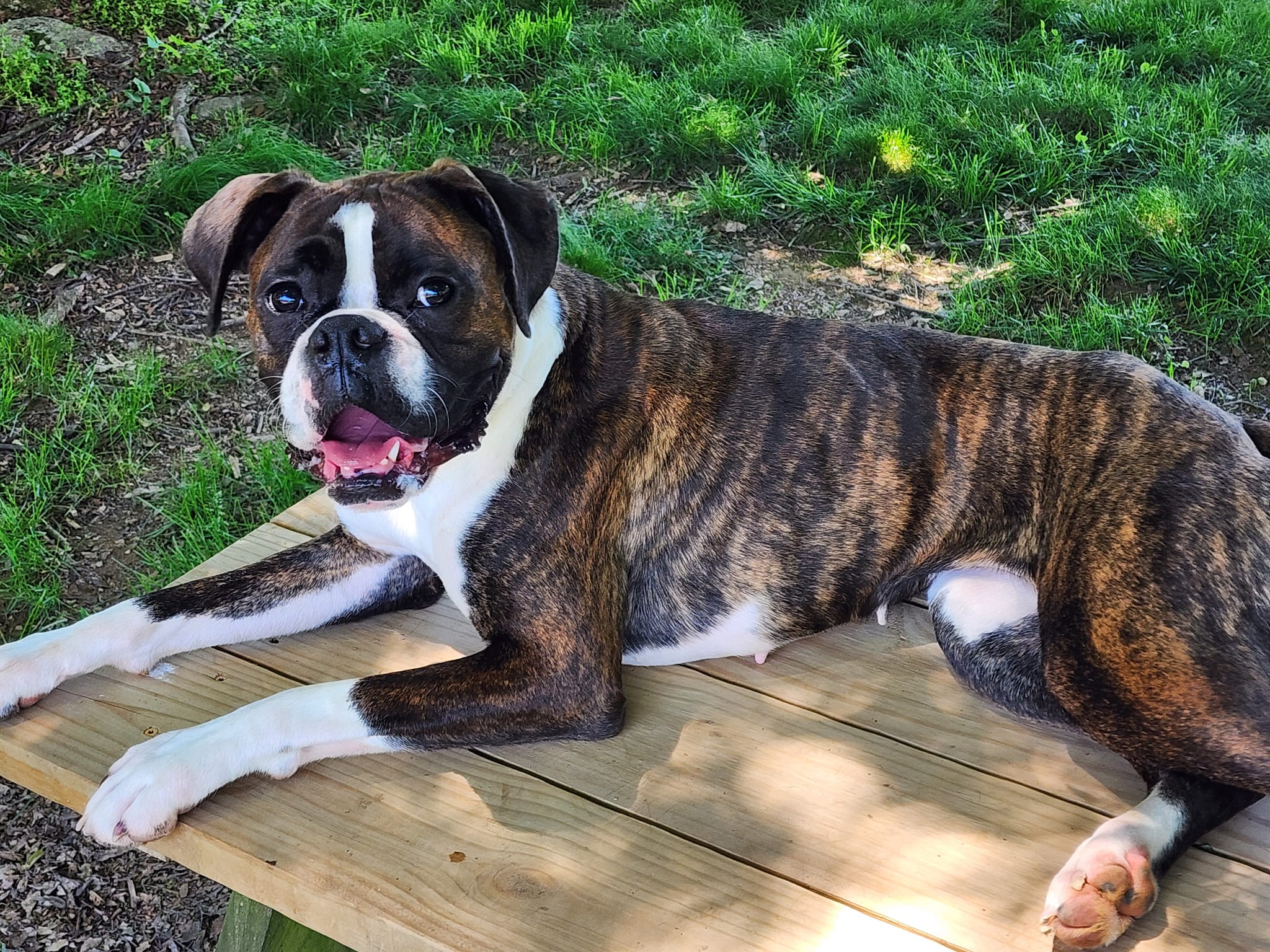 Enlarge Ellie, a Adopted Boxer in Westminster, MD image 2/3